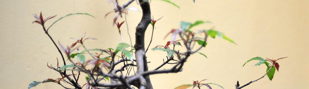 Schwäbischer Albverein | Ortsgruppe Zwiefaltendorf/Emeringen